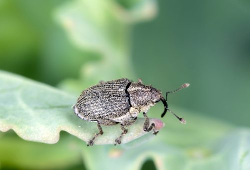 Ceutorhynchus napi weevil of beetle from family Curculionidae. This is pest of oil rape plants.