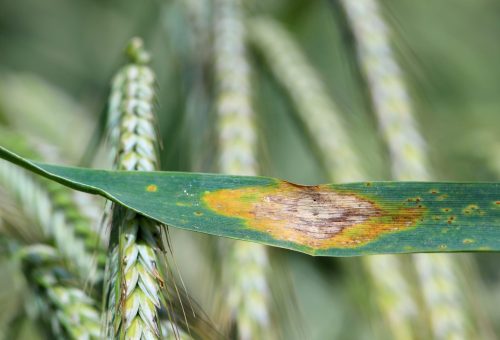 Leaf spot of rye, septoria leaf blotch, speckled leaf blotch of rye.  Mycosphaerella graminicola.